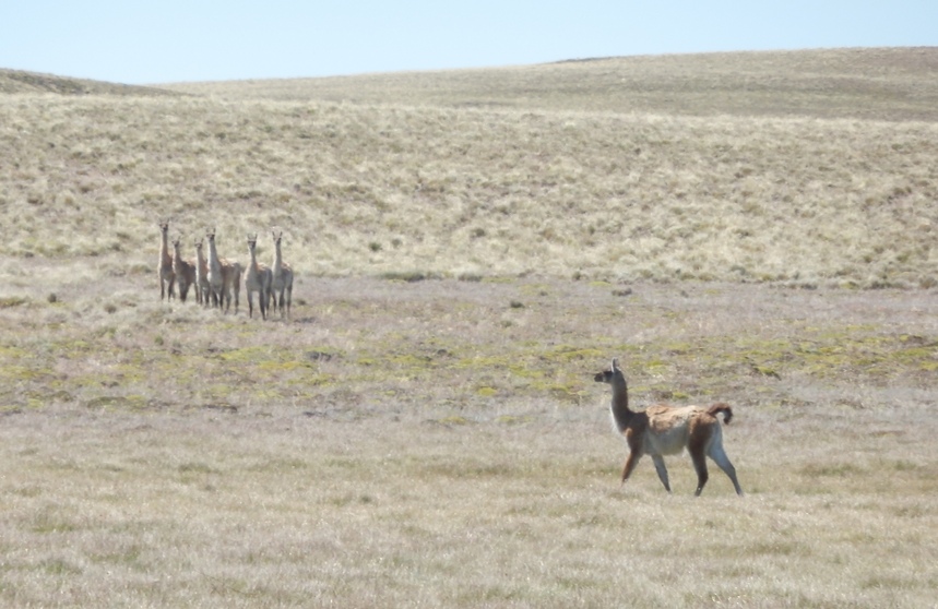 Guanacos