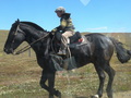 #10: Young Gaucho on his Horse