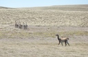 #11: Guanacos