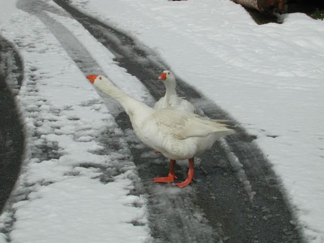 Geese on the way