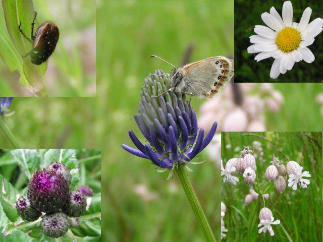 flowers of the Alps and small companions around - Alpenblumen und kleine Konfluenzbegleiter