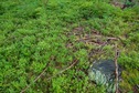 #5: The confluence point lies on a grassy hillside, among tree stumps from past logging