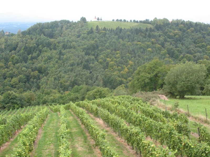 Vineyards