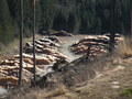 #11: Piled up Logs near the Confluence Point