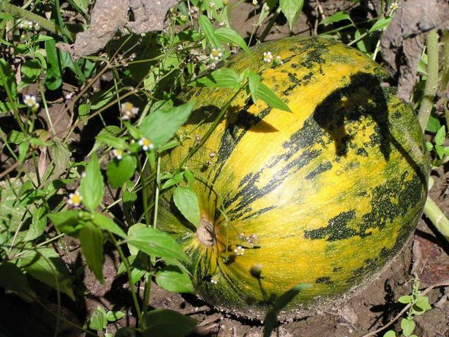 Kuerbis/Styrian Pumpkin