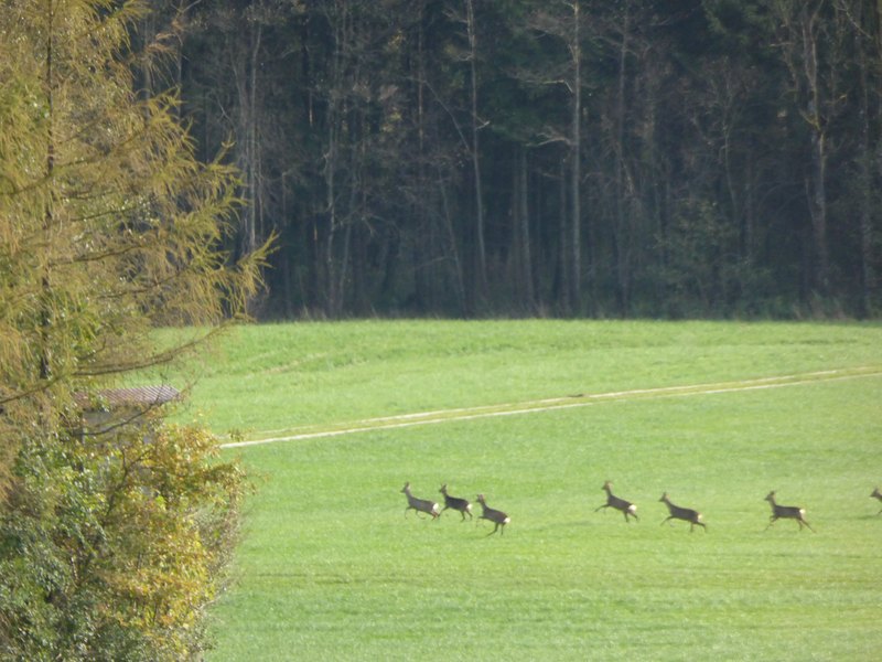 A herd of roe deer