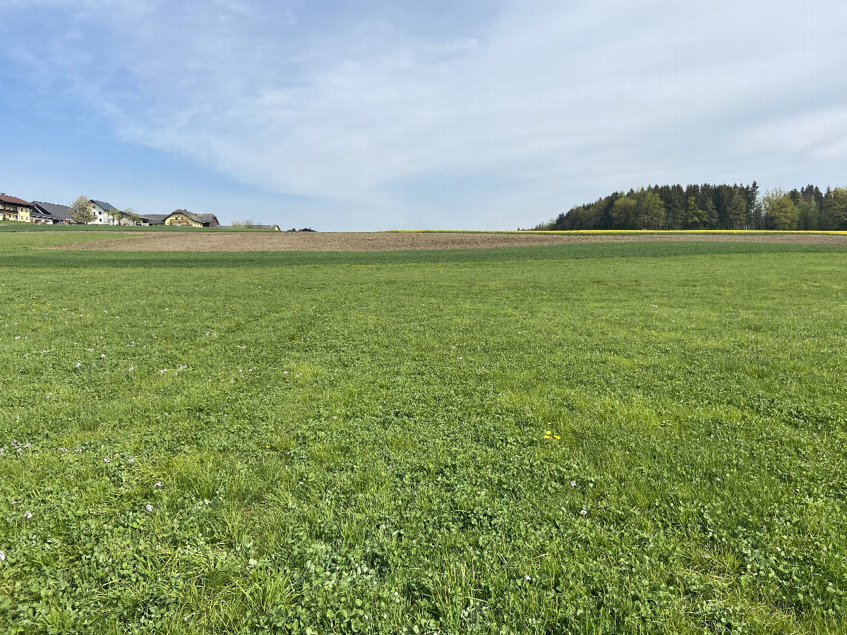 View to the north from the confluence point.