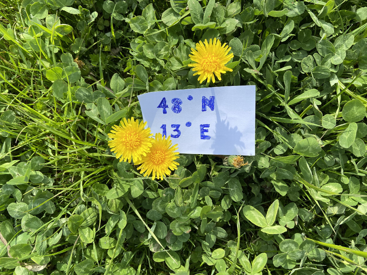 Another view of the ground cover, with sign. 