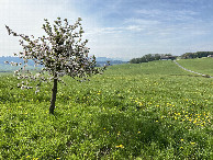 #11: View from the farmstead up the hill from the confluence, looking west.