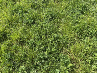 #8: Ground cover at the confluence point. 