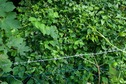 #5: The confluence point lies just past this barbed-wire fence