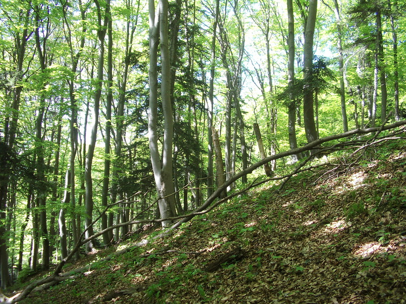 Western view from the confluence