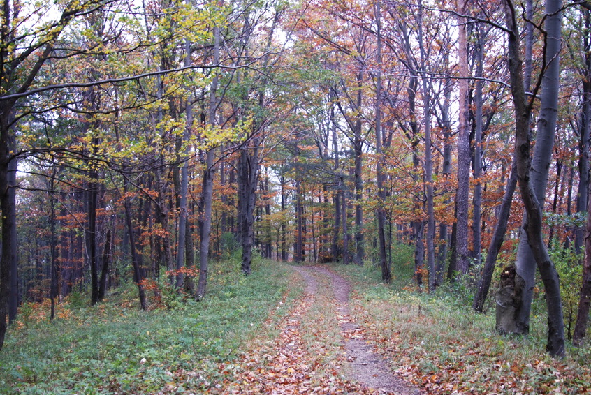 The trail which leads to the confluence point