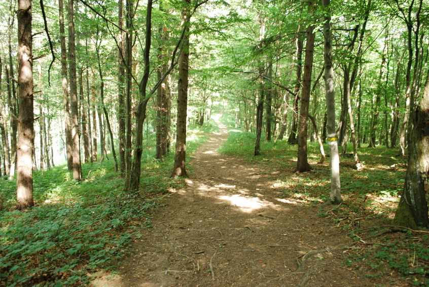 Hiking trail on the way back