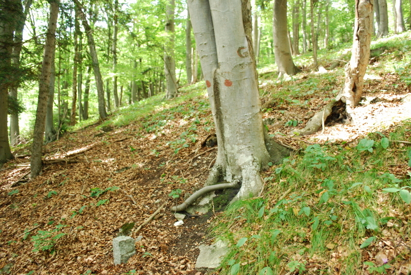 Tree with letter "G"