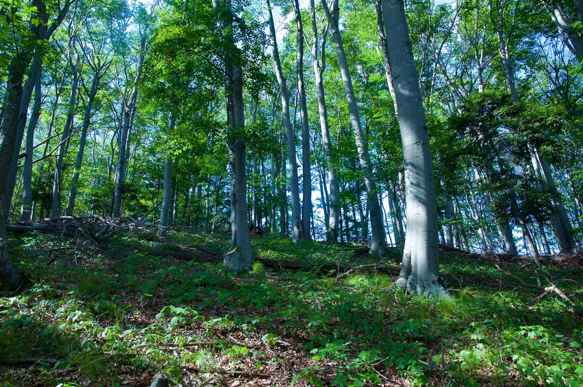 View North (towards the top of the ridge)