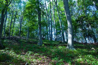 #1: View North (towards the top of the ridge)