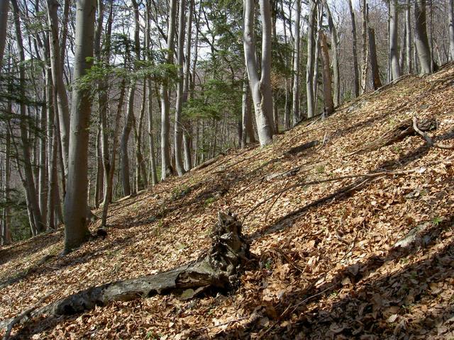 The West (showing the steep slope of the hill)