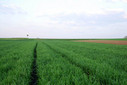 #3: West looking along the tractor track I had walked along.