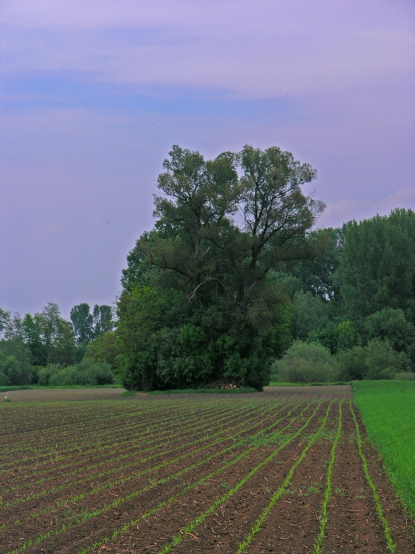 The largest nearby tree, as seen from the point