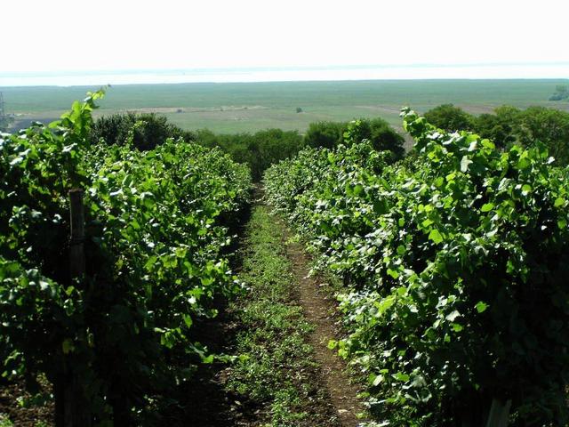 Vineyard at Neusiedlersee / Weinberg am Neusiedlersee