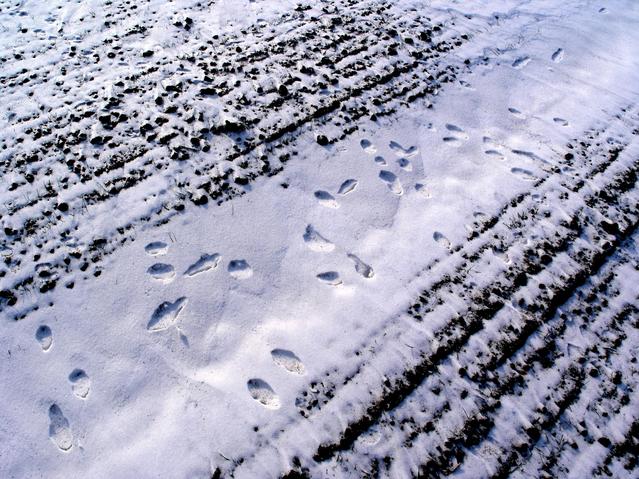 Rabbit tracks