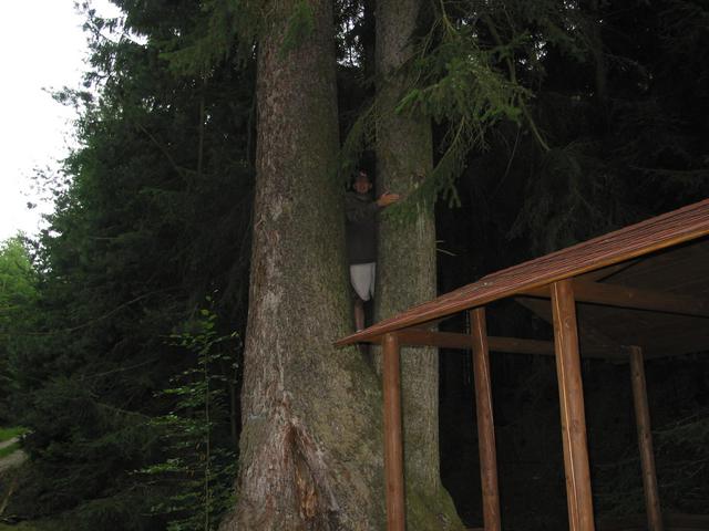 The only photo extremly close to the confluence - by perslak, in a forest of very old growth trees