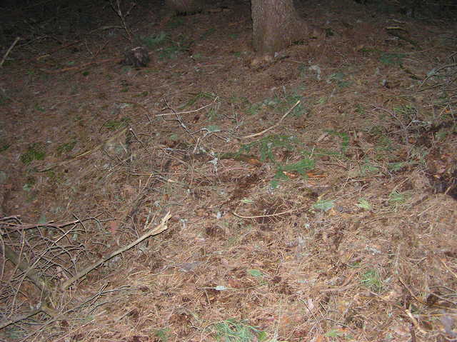 The confluence point lies in a pine forest