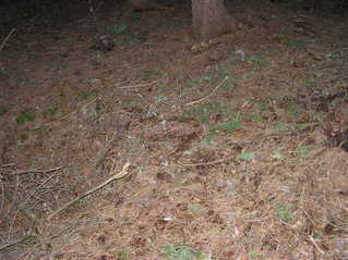 #1: The confluence point lies in a pine forest