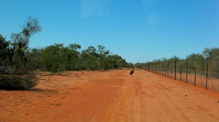 Emu wanting to escape Queensland