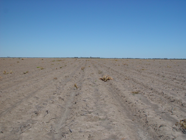 Looking west at the hundreds of hectares of heartbreak