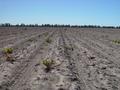 #4: Failed crops at the confluence point near Mungindi