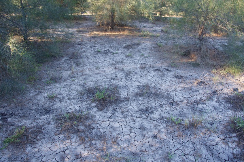 The confluence point lies in this small clearing, among a grove of recently-planted small pine trees