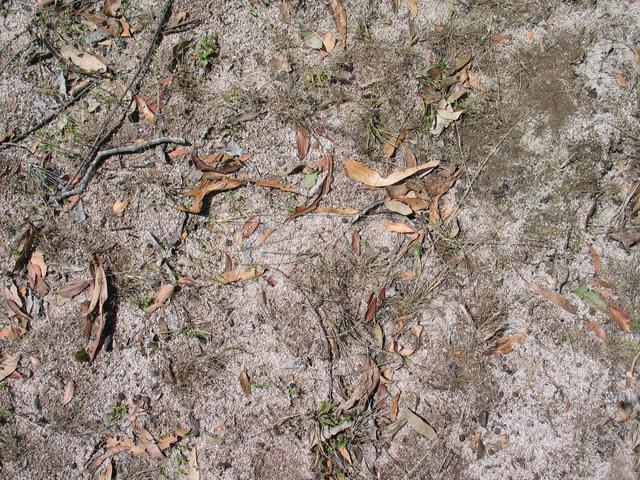 The ground at the confluence point