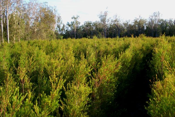 Tea tree plantation nearby