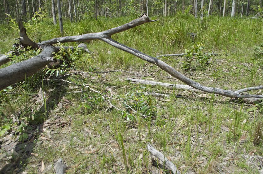 The confluence point lies among these downed gum trees, in a clearing