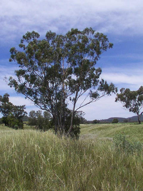 View from the confluence