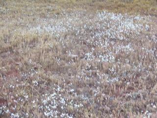 #1: A bed of thirsty flowers marks the spot