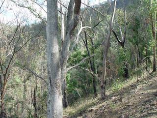 #1: A view of the confluence spot looking east, the incline of the ravine clearly visible.