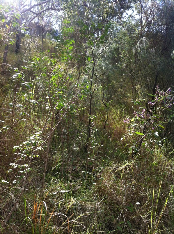 View facing North of the confluence point