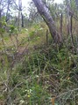 #4: View facing West of the confluence point