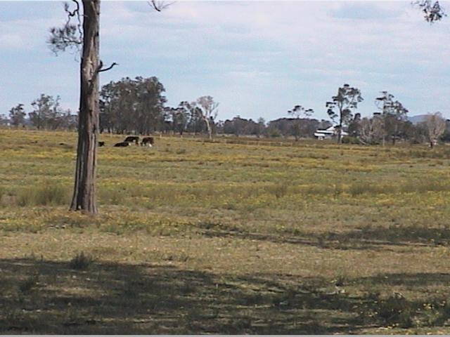 The land is currently used for cattle grazing.