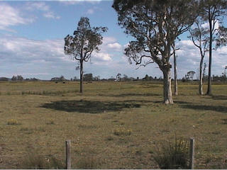 #1: The Confluence is in the middle of flood plain beside the Macleay River.