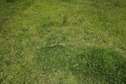 #6: The confluence point lies in the middle of a paddock, in a dairy farm