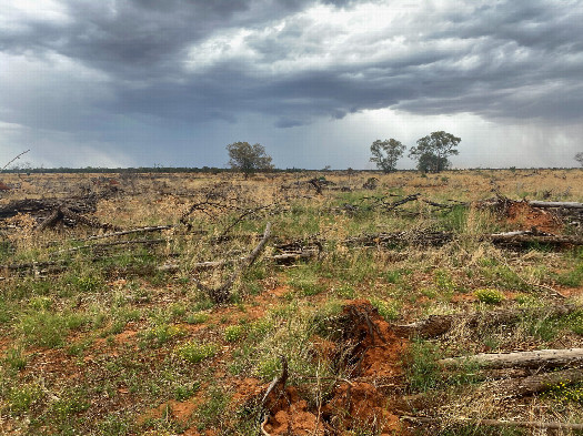 #1: The confluence point lies within flat open ranch land, with several trees recently cleared.  (This is also a view to the West, towards an approaching rainstorm.)