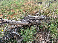 #5: Ground cover at the confluence point