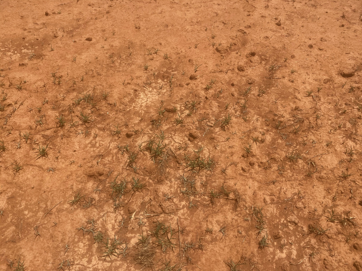 Ground cover at the confluence point