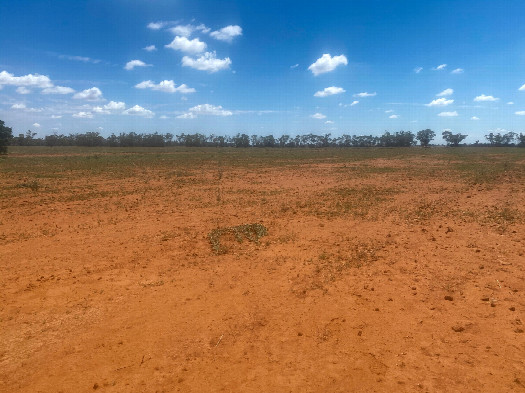 #1: The confluence point lies in a flat (currently fallow) farm field.  (This is also a view to the North, towards Peisley Road, 450m away.)