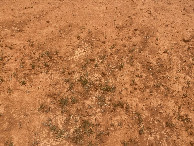 #5: Ground cover at the confluence point