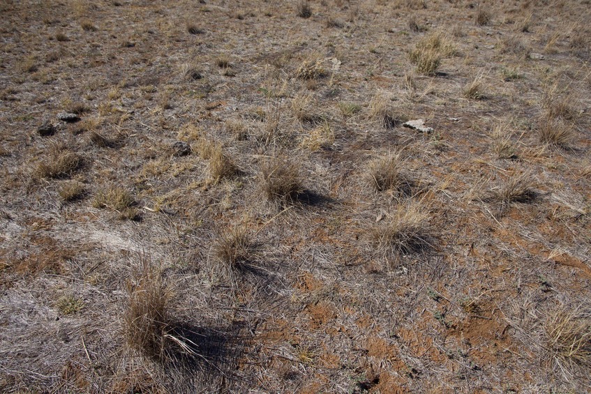 The confluence point lies in dry grassland, 540 m from Trangie-Collie Road